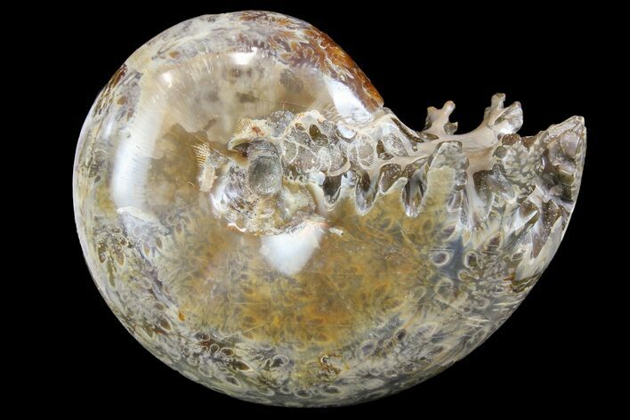 Polished, Agatized Ammonite (Phylloceras?) - Madagascar #149234